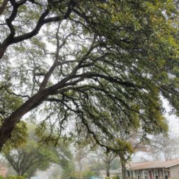 Zen and the Art of the Mid-Day Nature Break